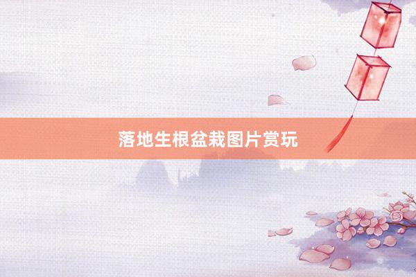 落地生根盆栽图片赏玩